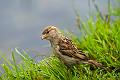 Gråspurv - House sparrow (Passer domesticus) female